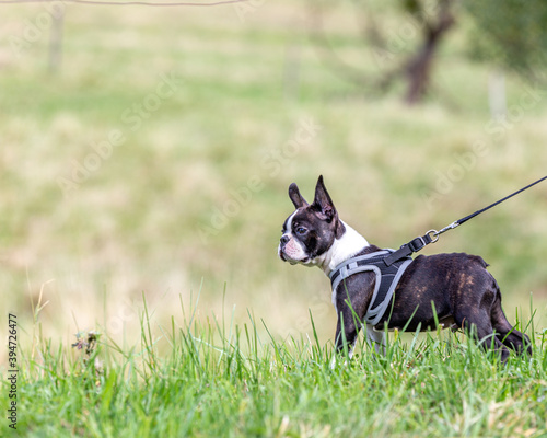 black and white dog in campaign