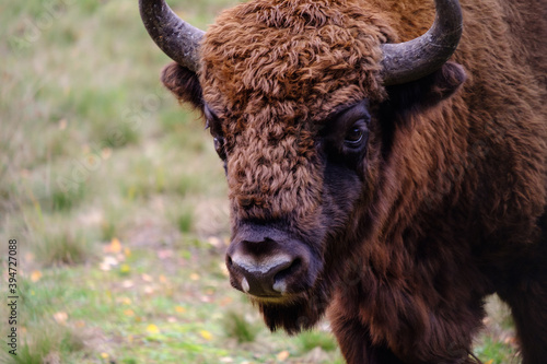 European bison or zubr, Bison bonasus close-up