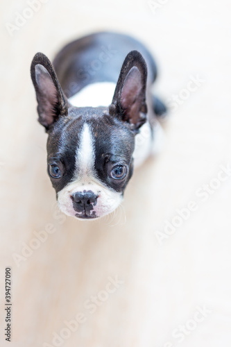 Boston terrier portrait