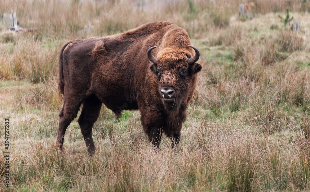 The European bison or zubr, Bison bonasus