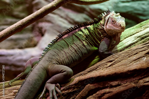 Cuban rock iguana  Cyclura nubila  climbing tree in nature