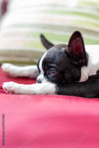 Boston terrier puppy on bed