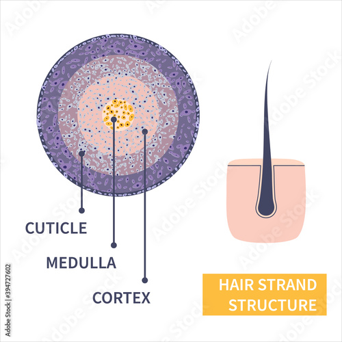 Hair strand cross-section under the microscope. Follicle anatomical structure closeup. Removal, treatment and transplantation concept. Medical educational symbol. Body anatomy vector illustration.