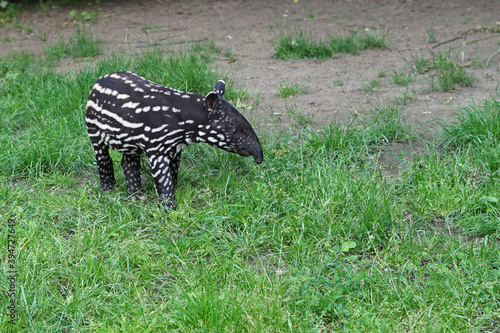 Malayan tapir (Tapirus indicus) cute baby with white spots and stripes is feeding grass