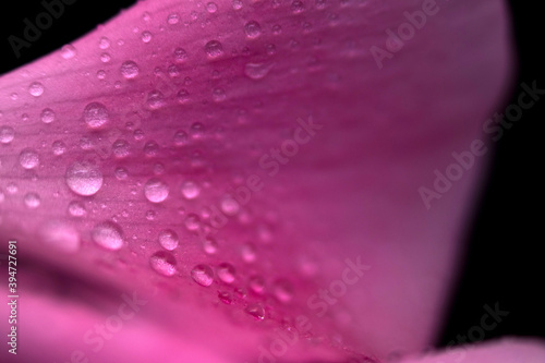 Water drops on pink leaves of a flower close-up with a dark background. Selective focus.