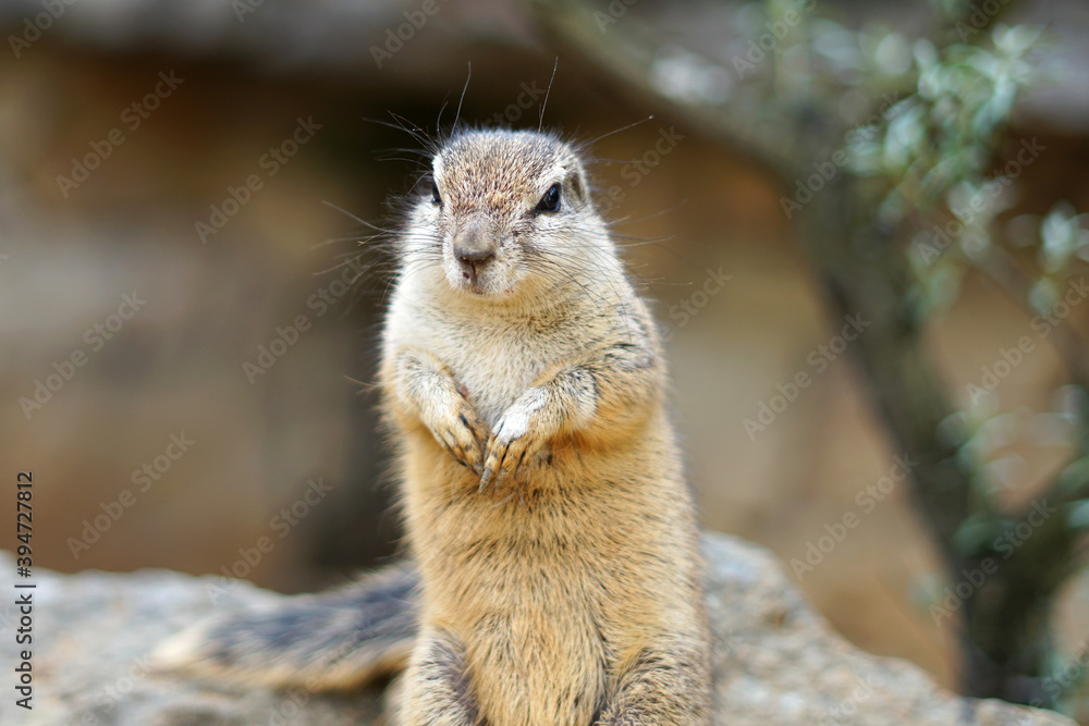 Fototapeta premium Cape ground squirrel (Xerus inauris) close up view of head and body