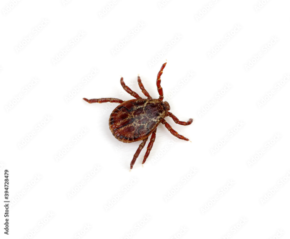 Tick isolated on white background. Tick isolated on white background.