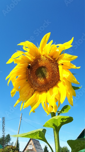 bumblebee on a beautiful sunflower collects pollen