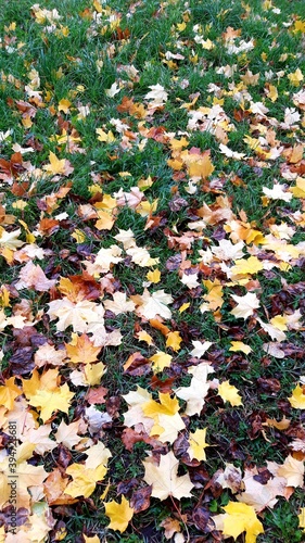 Golden autumn, maple leaves like a colorful carpet on the grass.