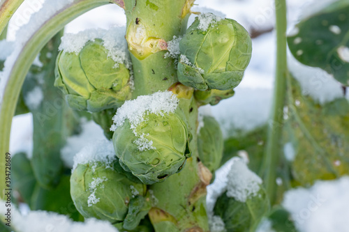 Принти на полотні Brussels sprouts in winter on field covered snow