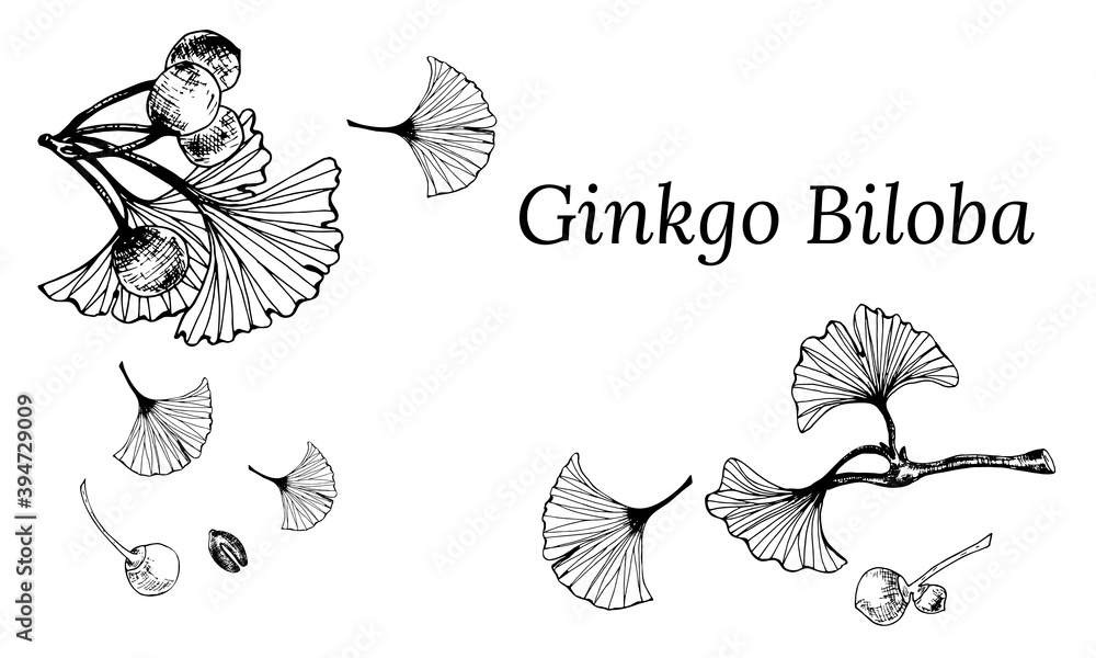 Fototapeta premium Set of hand drawn leaves and seeds of ginkgo biloba. Ginkgo biloba leaves set. Vector black and white isolated realistic objects. Botanical illustrations.