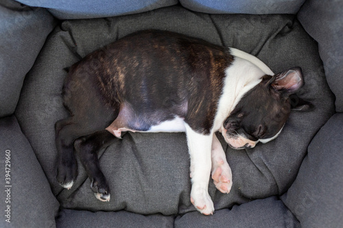 Boston terrier puppy sleeping on the couch