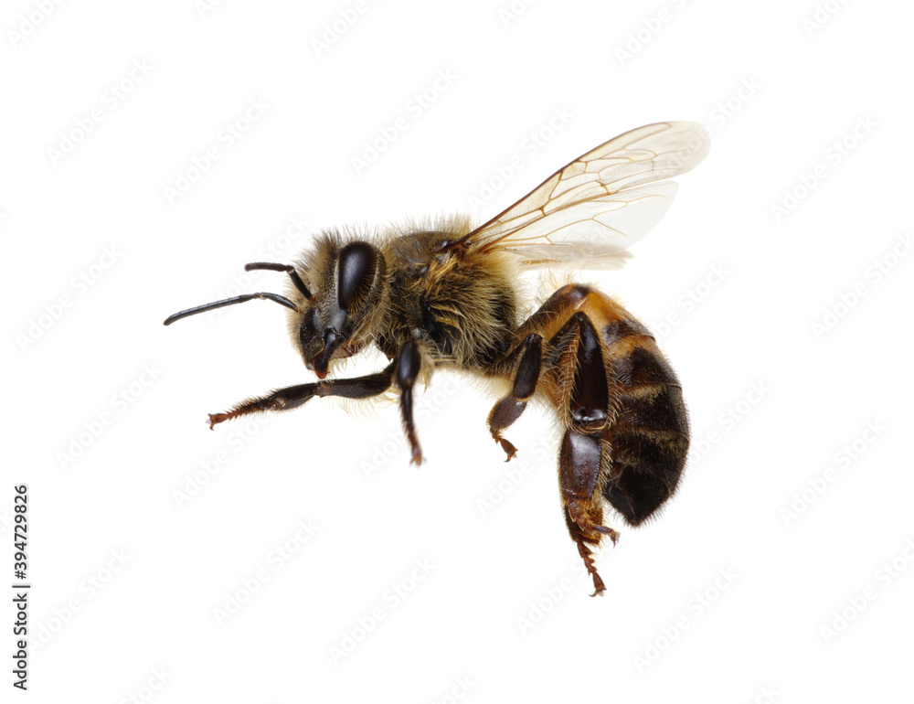 Honey bee isolated on white Honey bee isolated on white