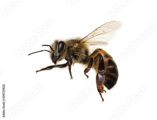Honey bee isolated on white © Alekss