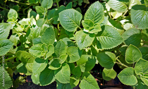 Cuban Oregano, Indian borage, Indian mint, Mexican mint, Mexican oregano or Spanish thyme (Plectranthus amboinicus). Medicinal herb.