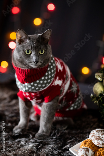 Cute fluffy gray cat in a red knitted sweater in a festive cozy atmosphere with a Christmas tree, a plate of cookies and colorful lights of garlands on the background