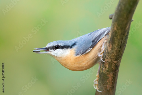 Fotografie Eurasian nuthatch (Sitta europaea) feeding on sunflower seeds in autumn