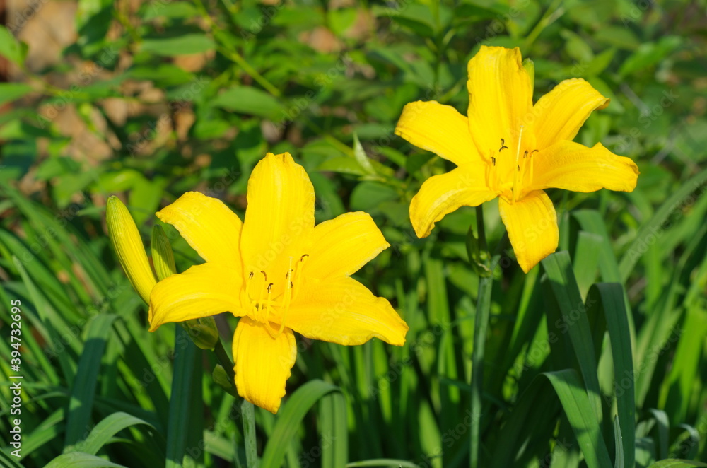 Fototapeta premium Yellow daylily (Lat. Hemerocallis) in the garden close-up