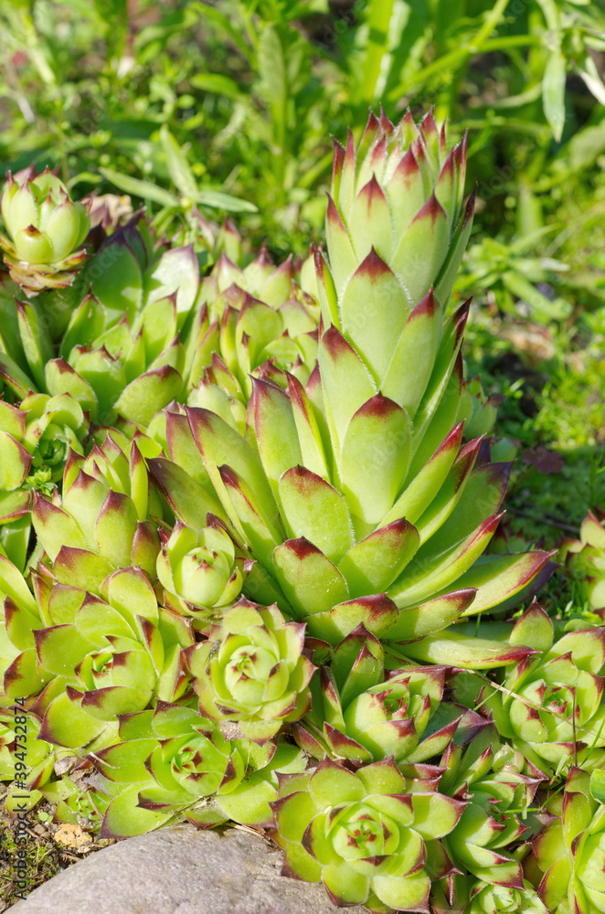 Fototapeta premium Sempervivum on a flower bed in the garden