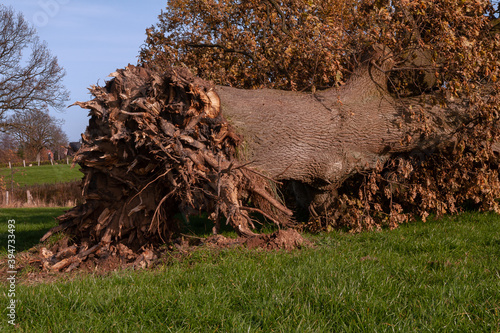 uprooted fallen oak tree after fall storm, crop damge photo