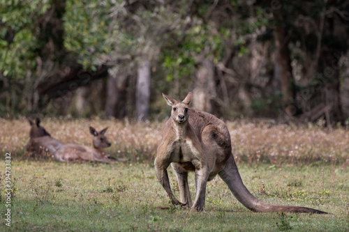 Eastern Grey Kangaroos at dawn - a seriously well-built male with 2 females