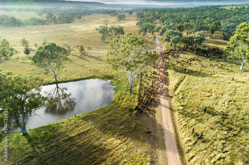 Aerial view of cattle being mustered past a rural dam. photo