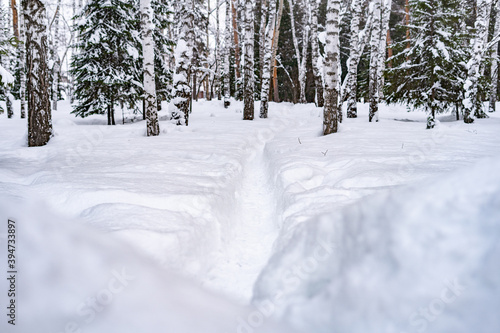 Winter landscape in Siberia, a deep trail in fresh snow on a snow-covered alley in a city park. © LightOffDark