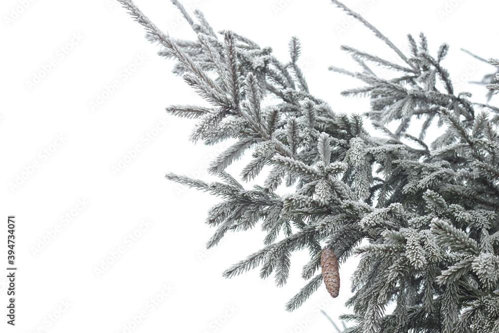 Fir tree branch with cones hoarfrosted with rime in the forest nature background texture, closeup, copy space, winter holidays: christmas and new year concept Fir tree branch with cones hoarfrosted with rime in the forest nature background texture, closeup, copy space, winter holidays: christmas and new year concept