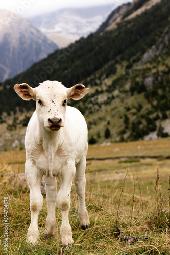 cow in a valley