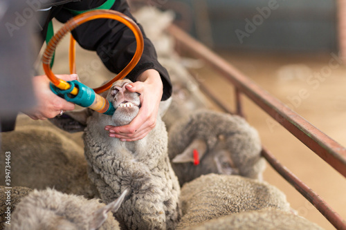 Close up view of drenching sheep photo