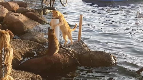 Two cats playing near the sea