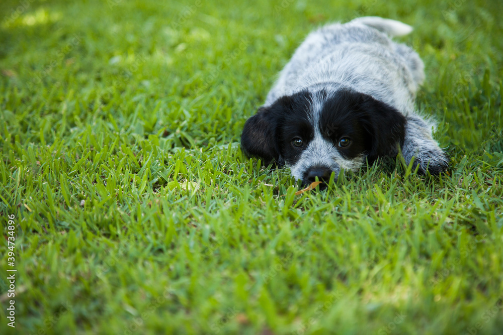 Black and grey cross breed puppy on the green lawn Black and grey cross breed puppy on the green lawn