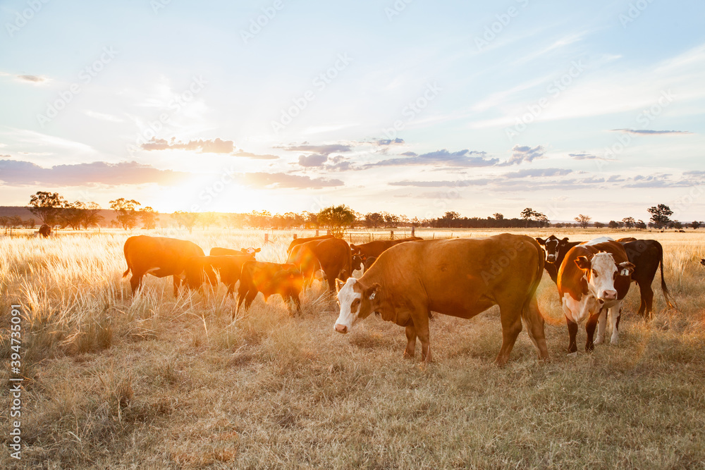 Golden light sun flare over herd of beef cattle with calves on farm Stock  Photo | Adobe Stock