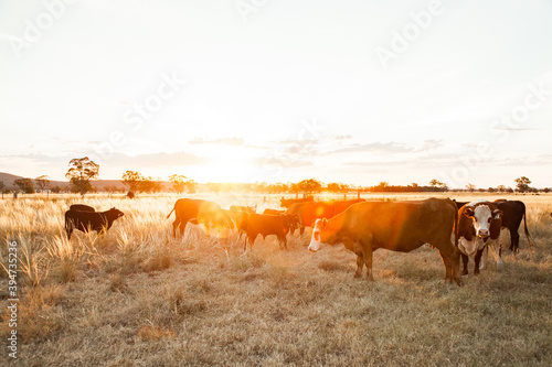 Wallpaper Mural Livestock in paddock in the afternoon light Torontodigital.ca