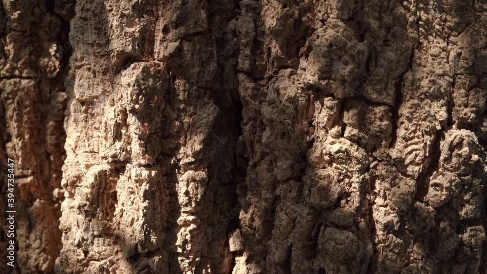 Red ants on bark tree with sun risk at the morning. Red ants on bark tree with sun risk at the morning.