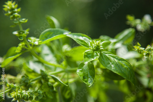 Green basil growing in herb garden photo