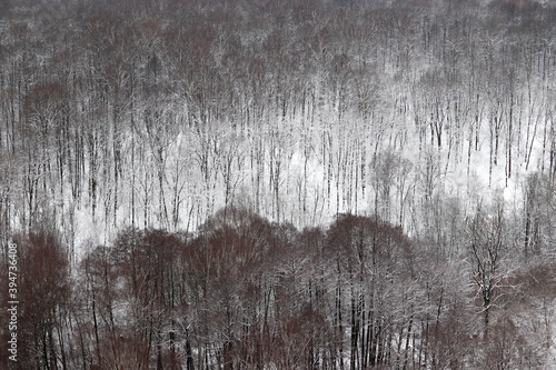 Winter forest, view to snow covered trees. Nature after snowfall, cold weather, white fairy wood for background