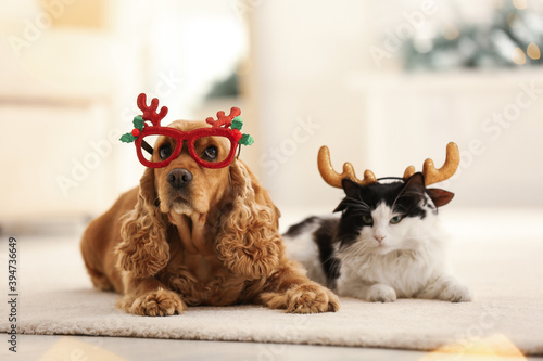 Photographie Adorable Cocker Spaniel dog with cat in party glasses and reindeer headband on b