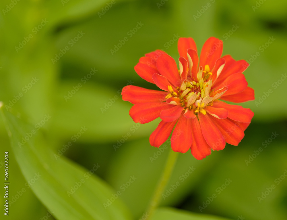 Closeup of red and pink flowers of Zinnia flowers are in full blooming, selective foucs Closeup of red and pink flowers of Zinnia flowers are in full blooming, selective foucs