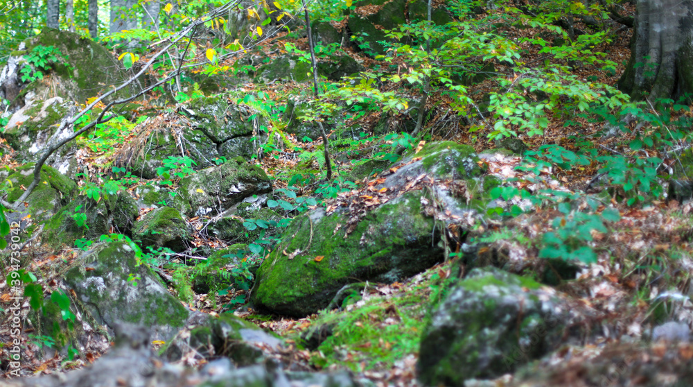 moss on a tree moss on a tree