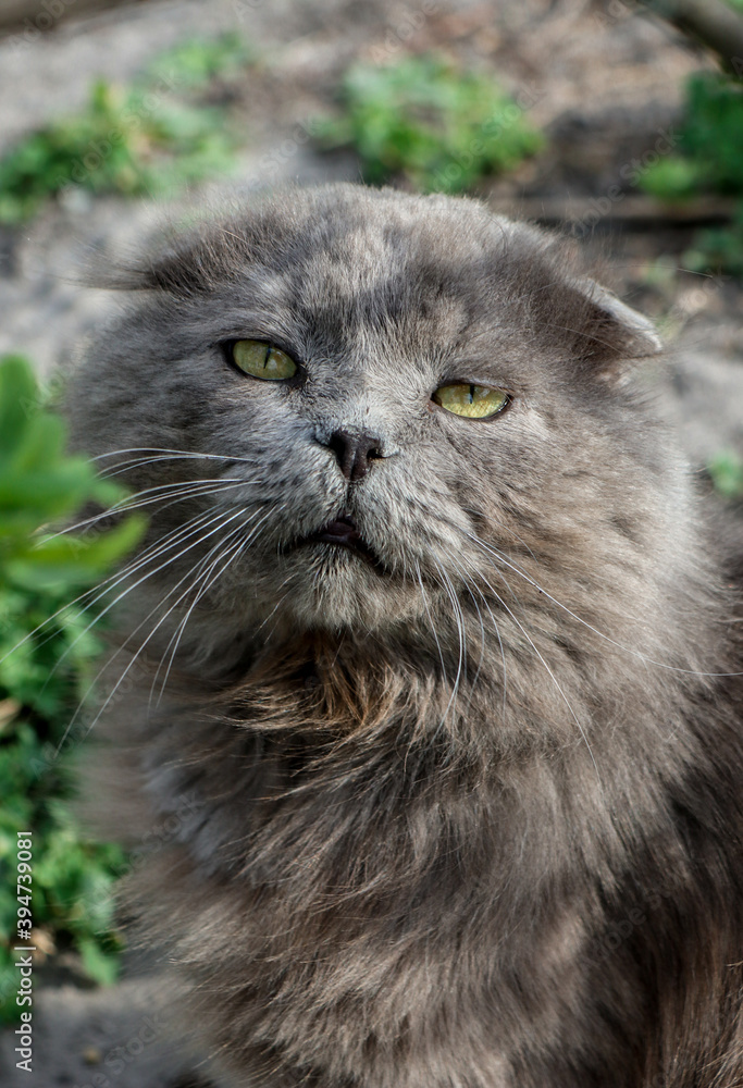 British gray cat looks into the camera. The cat has big yellow eyes. Greens around the animal.