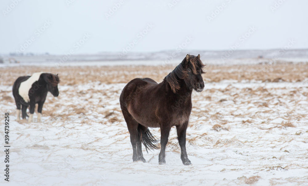 Icelandic horses in the snow Icelandic horses in the snow