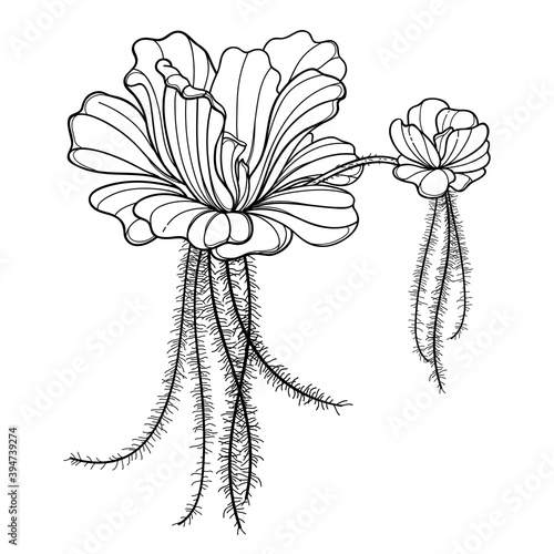 Outline aquatic Pistia or Water lettuce mother and daughter plant in black isolated on white background. 