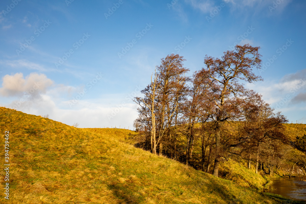 Fototapeta premium Farmland with roling hills and oak trees against a blue sky by a river. Morning sun lights the scene with warm colors