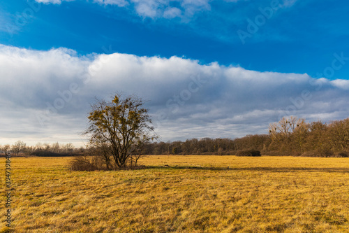 Colorful landscape of cloudy sunset over huge yellow field with small bushes on and around