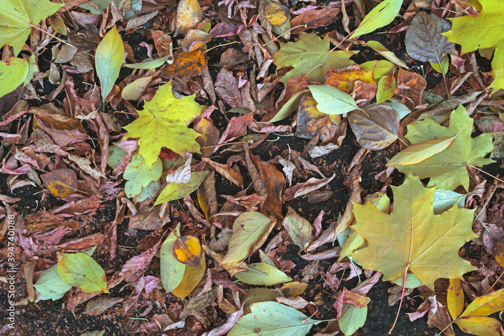 Autumn leaves on the ground Autumn leaves on the ground