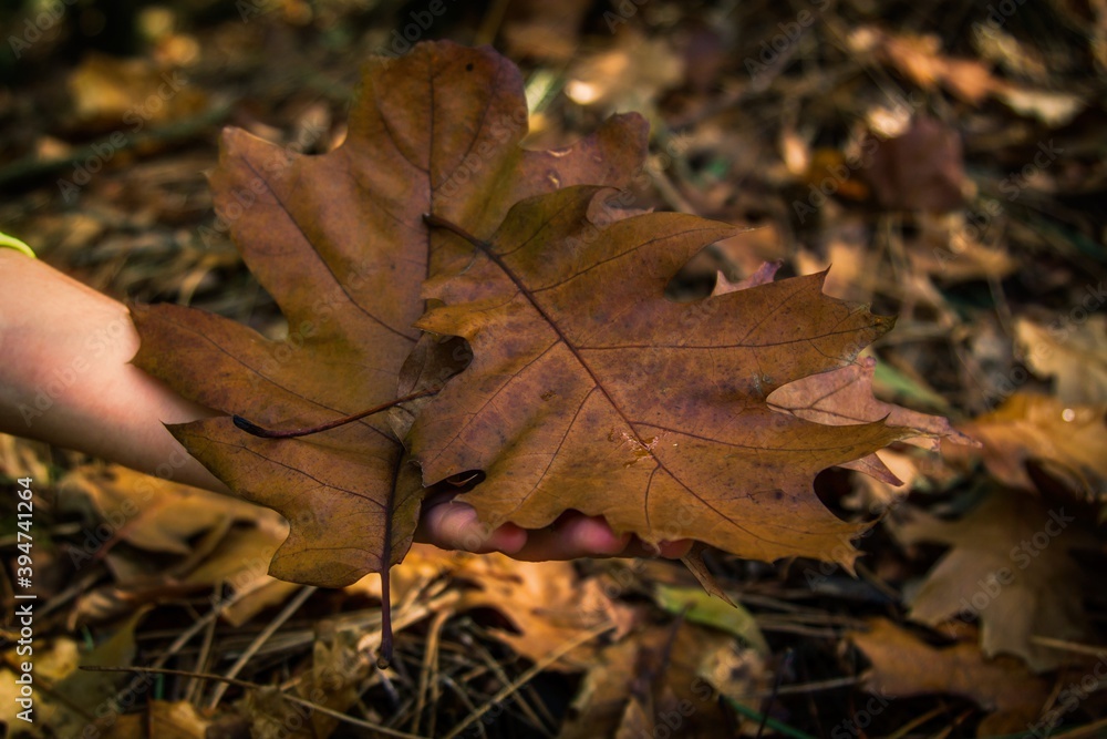hand with dry leaves in autumn hand with dry leaves in autumn