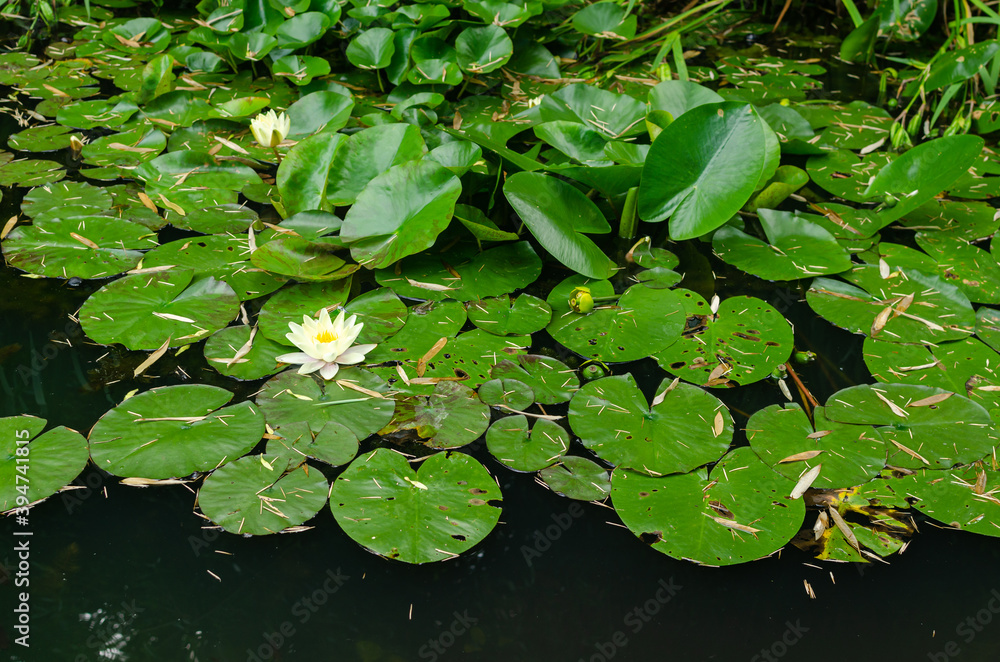 Water lilies surrounded with lush green leaves Water lilies surrounded with lush green leaves
