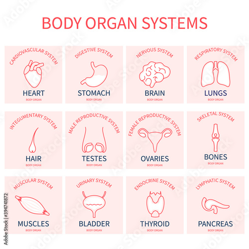 Body organs systems silhouette set. Human anatomy icons of liver, heart, intestine, brain, thyroid, kidney, thyroid, bladder, stomach. Medical vector illustration.