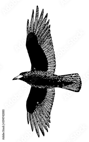 Corbeau.